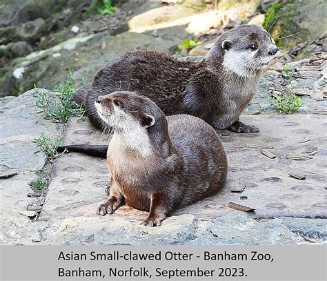 Small Clawed Otter E3