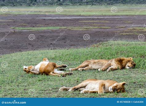 Sleeping Sea Lions Stock Photography | CartoonDealer.com #1173830