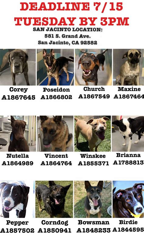 animal shelter in san jacinto 7