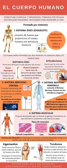 El Cuerpo Humano Dani Fisio Udocz