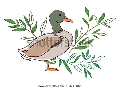 Hand Drawn Duck Leaves Isolated On Stock Vector Royalty Free 1537141820