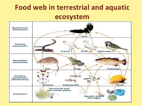 Food Chain In Terrestrial Habitat / 🎉 What is a terrestrial food chain ...