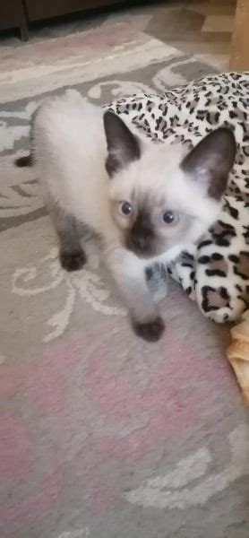 Минск. МО. #котеноквдар #непокупайприюти Помогаю информационно. Котенок ...