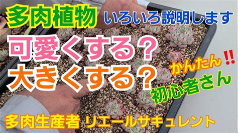 【多肉植物】【ガーデニング】多肉植物初心者🔰さん‼️可愛くしたい？大きくしたい？いろいろ説明します～🎶2022年1月20日 Youtube