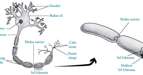 Sel Saraf Neuron Pada Manusia