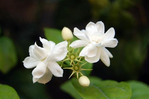 Tips For Growing Jasmine Indoors Gardeners Path