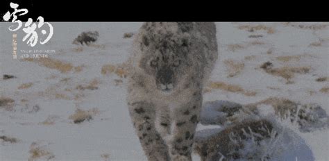 雪豹和她的朋友们首曝预告及海报朱亚文倾情配音 青藏高原 雪山 自然界