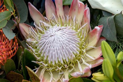 King protea stock image. Image of green, group, flowering - 195020323