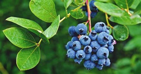 When And How To Prune Blueberries To Maximize Your Harvest