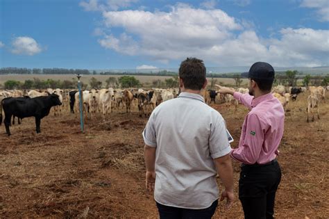 Conheça mais sobre nutrição de precisão de bovinos de corte e o que