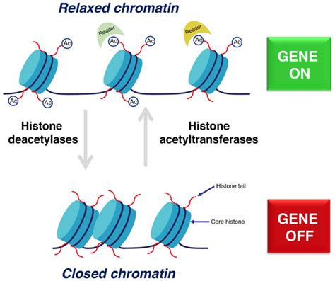 Histone Acetylation And Deacetylation