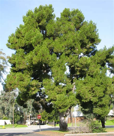 Aleppo pine - Sacramento Tree Foundation