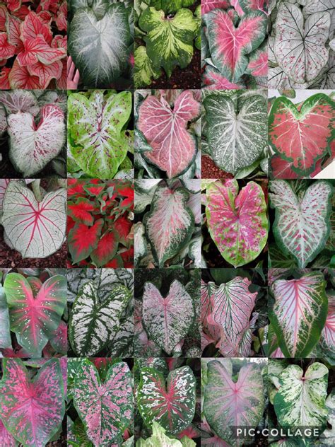 Caladium Varieties With Their Names Gabi Gabi 40 Off
