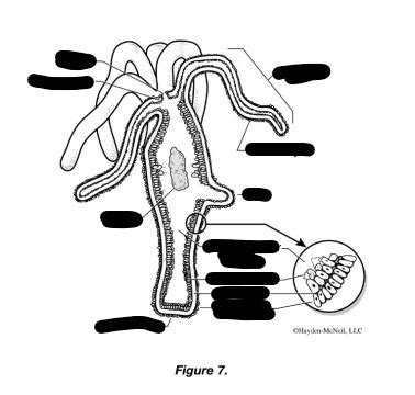 Hydra (example of phylum cnidaria) Diagram | Quizlet