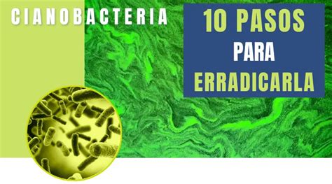 10 Pasos Para ELIMINAR La CIANOBACTERIA Del Acuario Blog