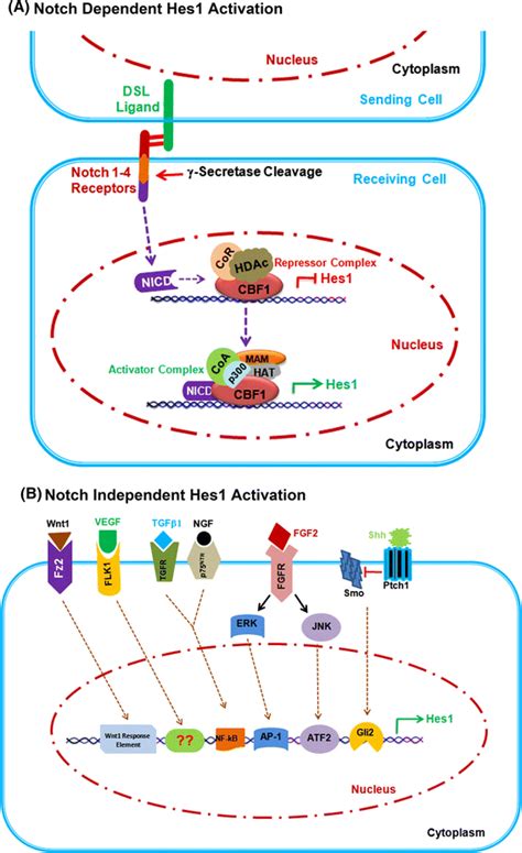 Differential Mode Of Hes1 Expression Through Canonical And