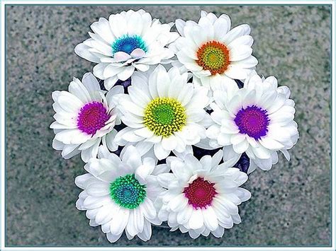 Bright Colors Wallpaper: Dizzy Daisies | Flowers, Daisy, Colorful flowers