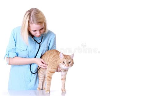 Female Veterinarian Holding Jack Russell Terrier Stock Image Image