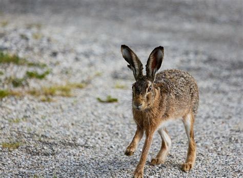 Rabbit Field Hare Long Eared Free Photo On Pixabay Pixabay