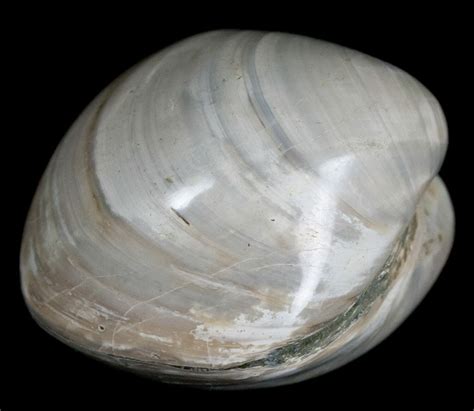 Polished Fossil Clam - Large Size (#5263) For Sale - FossilEra.com