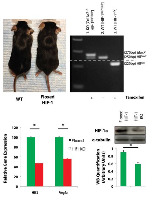 Validation Of The Hif 1α Knockout Mouse Model Above Left Photograph