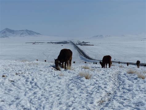 Adb Approves 2 Million For Herders Hit By Mongolian Climate Disaster