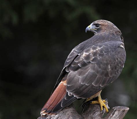 Best Side View Of A Red Tailed Hawk Stock Photos Pictures And Royalty