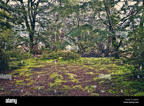 Mossy Woodland Clearing In New Zealand Stock Photo Alamy