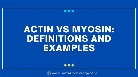 actin  myosin  differences  examples