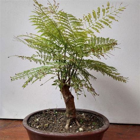 18 Best Jacaranda Bonsai Tree Pictures | Balcony Garden Web