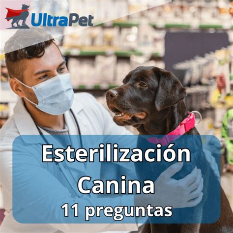 Esterilización Canina 11 preguntas importantes UltraPet