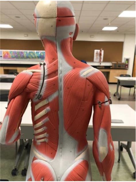 Superficial Extrinsic Back Muscles Diagram Quizlet