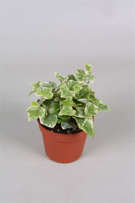 Hedera Helix White Wonder Plant Wholesale Floraccess