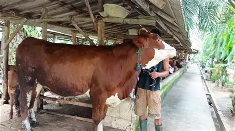 Indukan Sapi Jumbo Penasaran Lihat Bobot Timbangnya YouTube