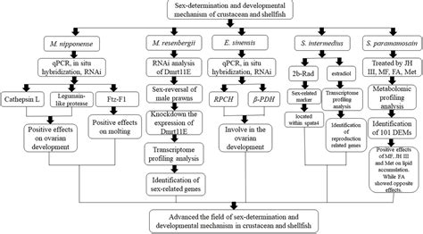 Frontiers Editorial Sex Determination And Developmental Mechanism Of