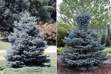 Baby Blue Eyes Spruce Picea Pungens Baby Blue Eyes The Site Gardener