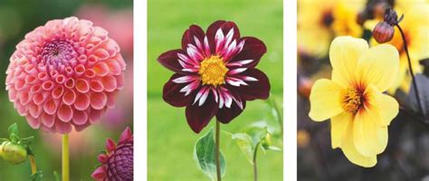 The Dahlia List