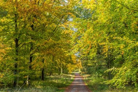 Beautiful Autumn Colours in Savernake Forest