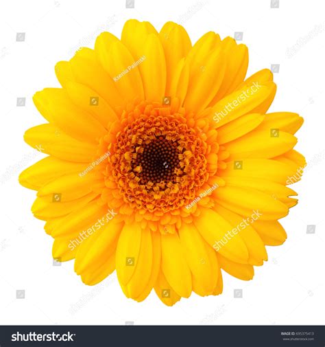 Yellow Flower Isolated Stock Photo 695375413 | Shutterstock