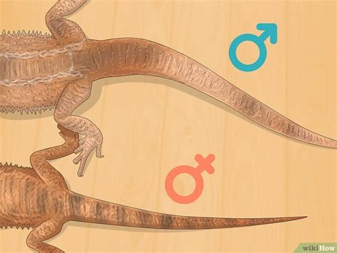 How To Tell The Sex Of A Bearded Dragon Accurate Methods