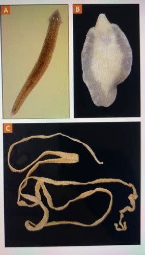 Biodiversity Lab Lower Invertebrates Flashcards Quizlet