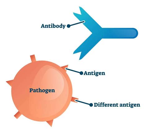 Monoclonal Antibodies Are Produced From Which Type Of Cells at Tanya Diemer blog