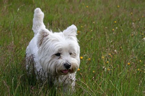 West Highland Terrier Puppy Training - Sharda'sDog World