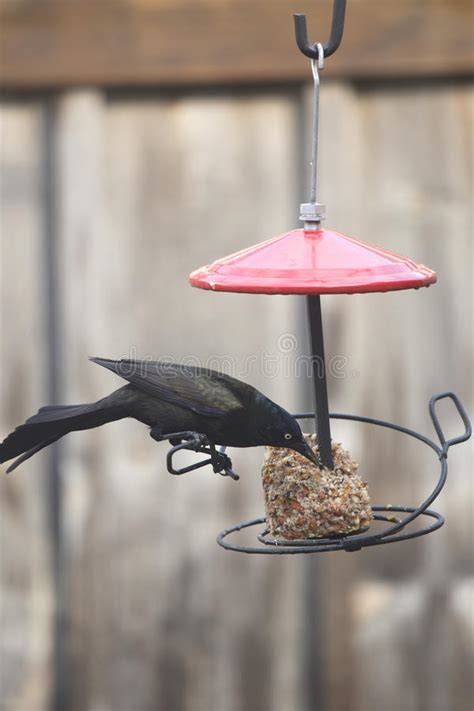 Crow On Red Bird Feeder Stock Image Image Of Feeder 58322805