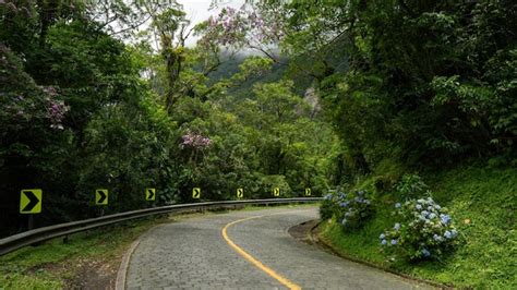 Premium Photo | Old road in the forest old path brick road nature