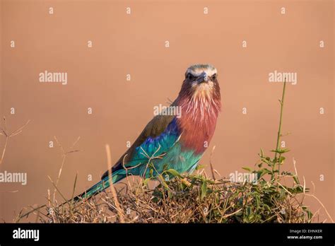 Lilac Breasted Roller Gabelracke Coracias Caudatus Stock Photo Alamy