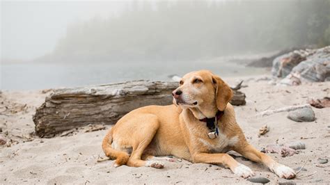 Dogs On The Beach Wallpaper Wallpapersafari