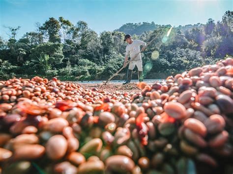 Warga Palembang Jangan Kaget Inilah Daerah Penghasil Kopi Terbanyak