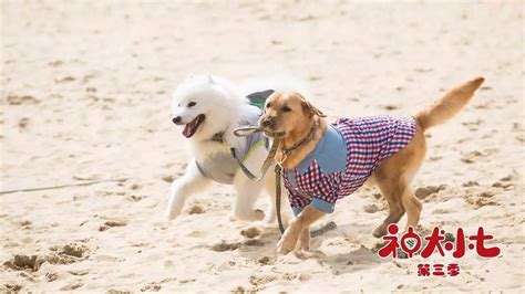 宋妍霏神犬小七3图片宋妍霏犬小七犬小七3图片大山谷图库