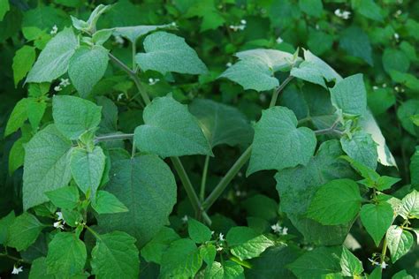 Physalis peruviana